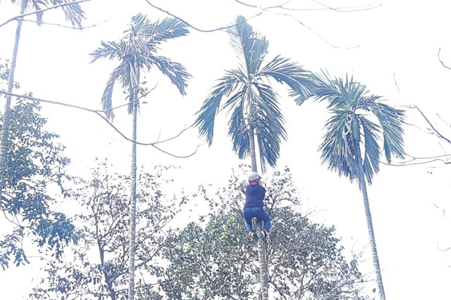 Thừa Thiên - Huế: Nhộn nhịp nghề leo cây cau hái trái bán ngày Tết - 1 Thừa Thiên - Huế: Nhộn nhịp nghề leo cây cau hái trái bán ngày Tết - 1