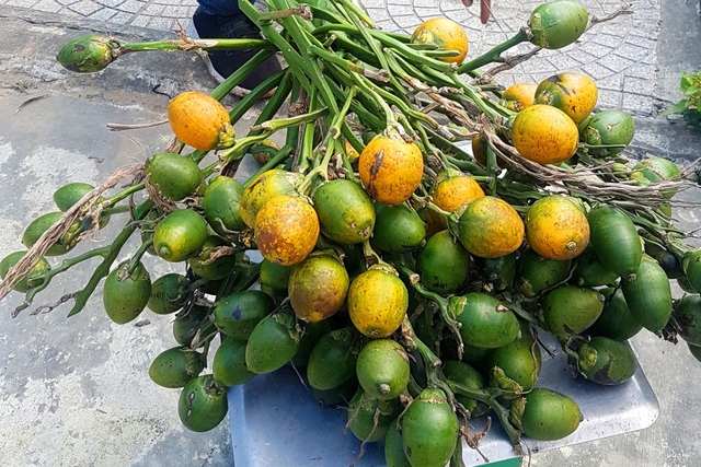 Thừa Thiên - Huế: Nhộn nhịp nghề leo cây cau hái trái bán ngày Tết - 6