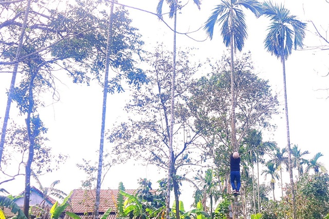 Thừa Thiên - Huế: Nhộn nhịp nghề leo cây cau hái trái bán ngày Tết - 3