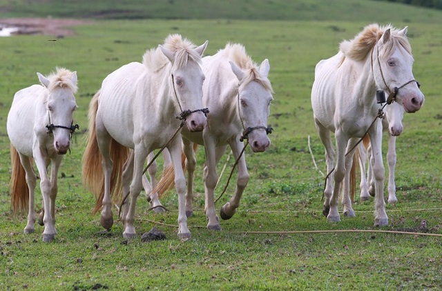 “Thủ phủ” nuôi ngựa lớn nhất Việt Nam với hơn 1.200 con bạch mã thuần chủng