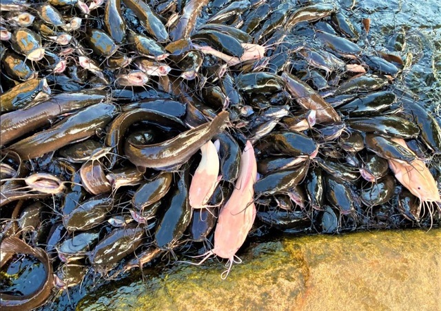 Đầu năm thăm ngôi chùa có hàng ngàn con cá trê nổi kín mặt hồ - 1