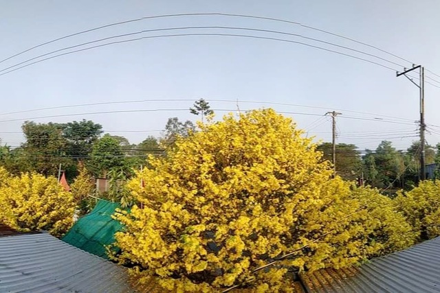 Ngỡ ngàng trước những cây mai nở vàng rực cả một đường quê - 2 Ngỡ ngàng trước những cây mai nở vàng rực cả một đường quê - 2