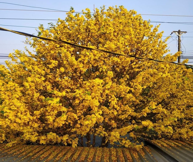 Ngỡ ngàng trước những cây mai nở vàng rực cả một đường quê - 3 Ngỡ ngàng trước những cây mai nở vàng rực cả một đường quê - 3