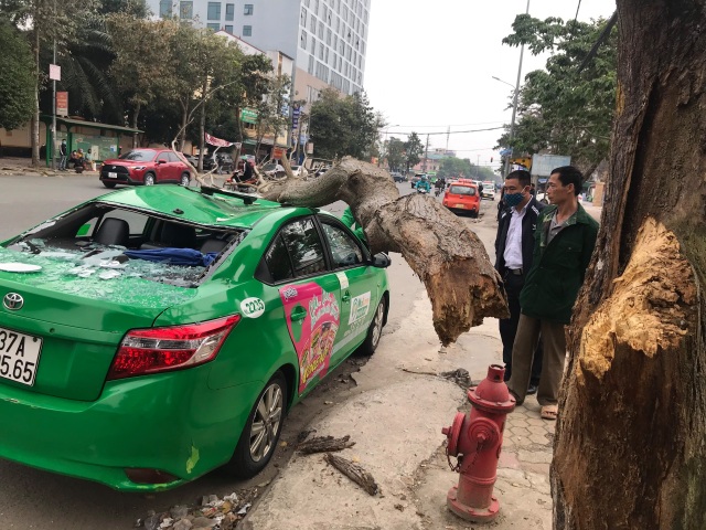 Cành cây ngô đồng rơi trúng xe taxi, 2 người thoát chết - 2 Cành cây ngô đồng rơi trúng xe taxi, 2 người thoát chết - 2