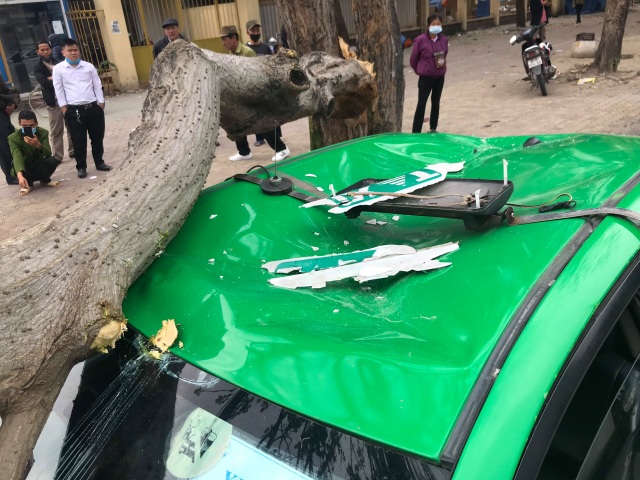 Cành cây ngô đồng rơi trúng xe taxi, 2 người thoát chết - 3 Cành cây ngô đồng rơi trúng xe taxi, 2 người thoát chết - 3