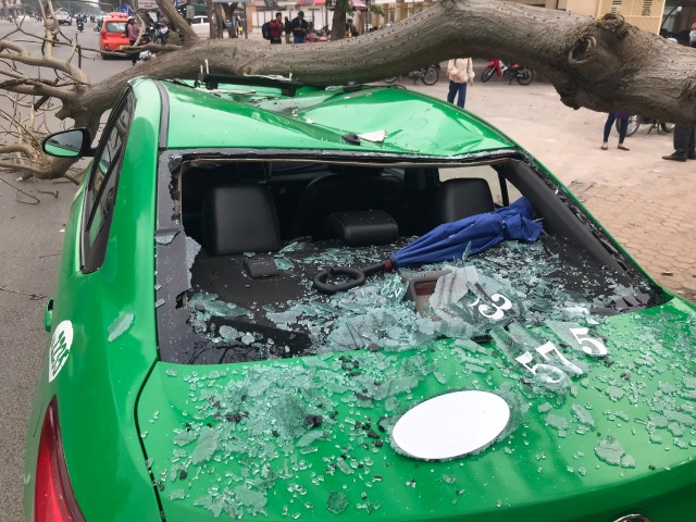 Cành cây ngô đồng rơi trúng xe taxi, 2 người thoát chết - 4