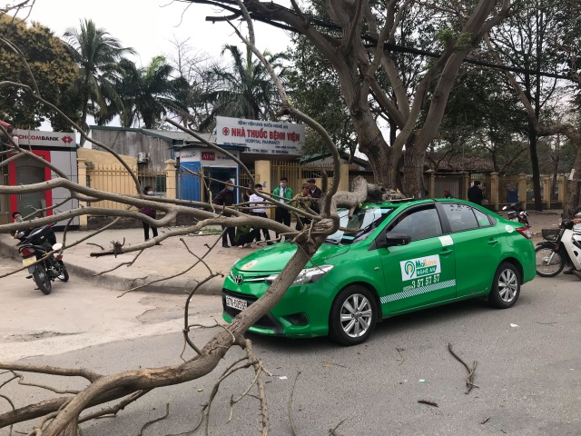 Cành cây ngô đồng rơi trúng xe taxi, 2 người thoát chết - 1 Cành cây ngô đồng rơi trúng xe taxi, 2 người thoát chết - 1