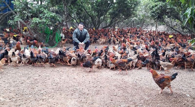 700 nghìn con gà cần bán ngay, dân Hải Dương lo âu từng ngày - 2 700 nghìn con gà cần bán ngay, dân Hải Dương lo âu từng ngày - 2