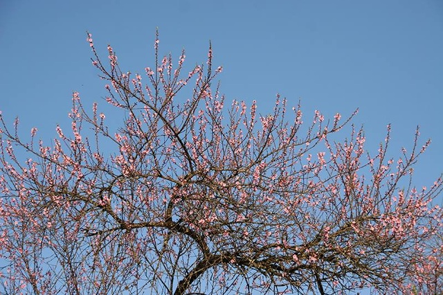 Gorgeous beautiful mountain peach blossoms in Sa Pa - 9