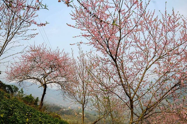 Brilliant mountain cherry blossoms in Sa Pa - 8