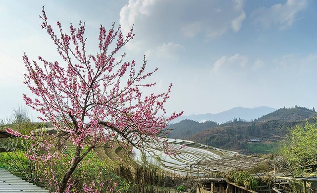 Brilliant mountain cherry blossoms in Sa Pa - 7