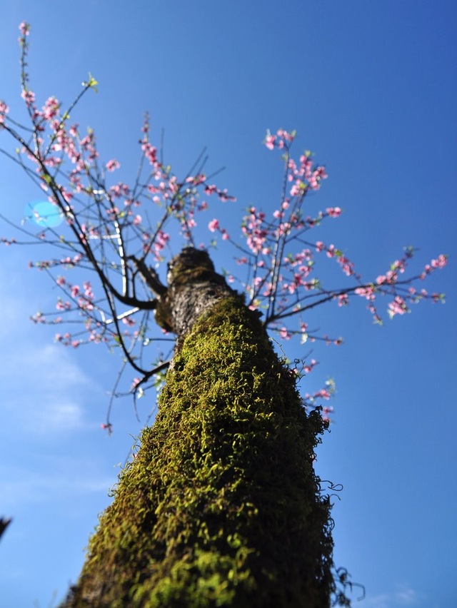 Brilliant mountain cherry blossoms in Sa Pa - 5