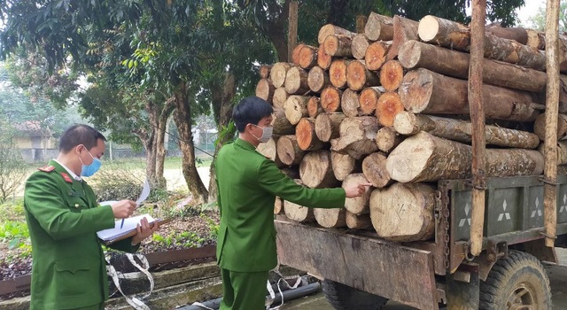 Bắt quả tang lâm tặc vận chuyển gỗ vừa khai thác trong rừng - 1