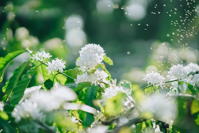 In February, coffee flowers bloom white in the mountains of the Central Highlands, as beautiful as a fairy - 1