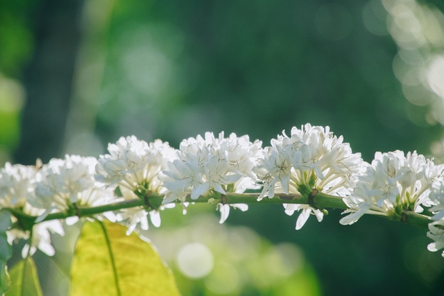 In February, coffee flowers bloom white in the mountains of the Central Highlands, as beautiful as a fairy - 2