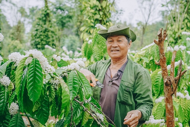 In February, coffee flowers bloom white in the mountains of the Central Highlands, as beautiful as a fairy - 4