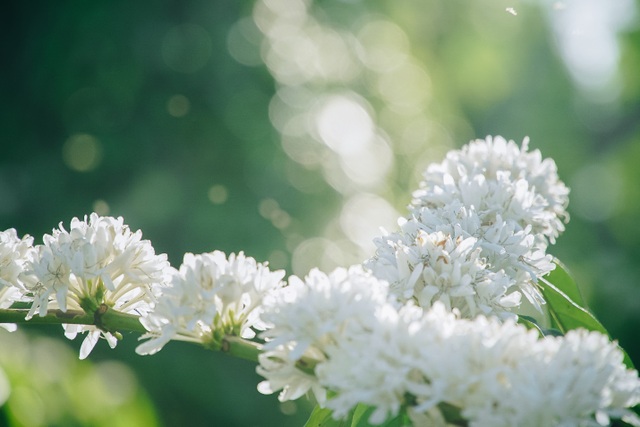 In February, coffee flowers bloom white in the mountains of the Central Highlands, as beautiful as a fairy - 5