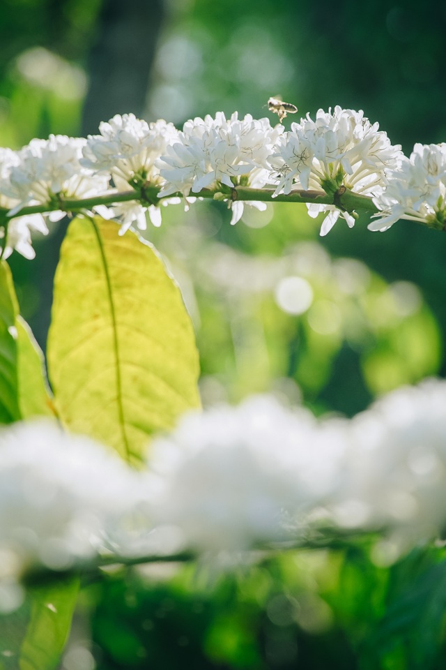 In February, coffee flowers bloom white in the mountains of the Central Highlands, as beautiful as a fairy - 7