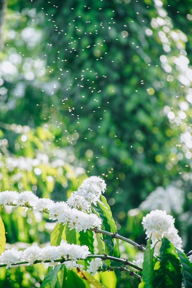 In February, coffee flowers bloom white in the mountains of the Central Highlands, as beautiful as a fairy - 8