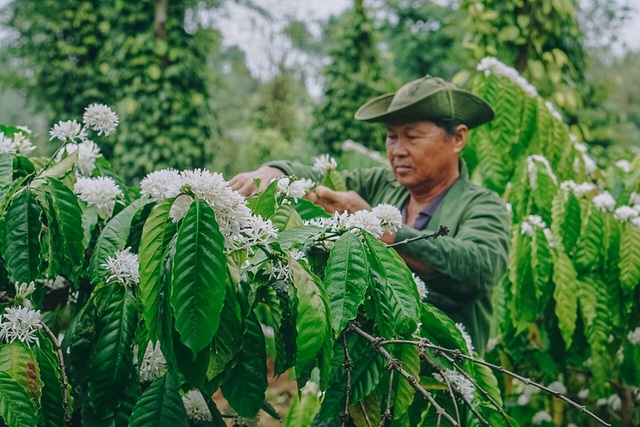 In February, coffee flowers bloom white in the mountains of the Central Highlands, as beautiful as a fairy - 9