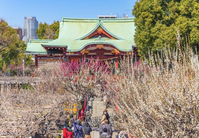 7 địa điểm hoa mơ khoe sắc đẹp nhất Tokyo - 2