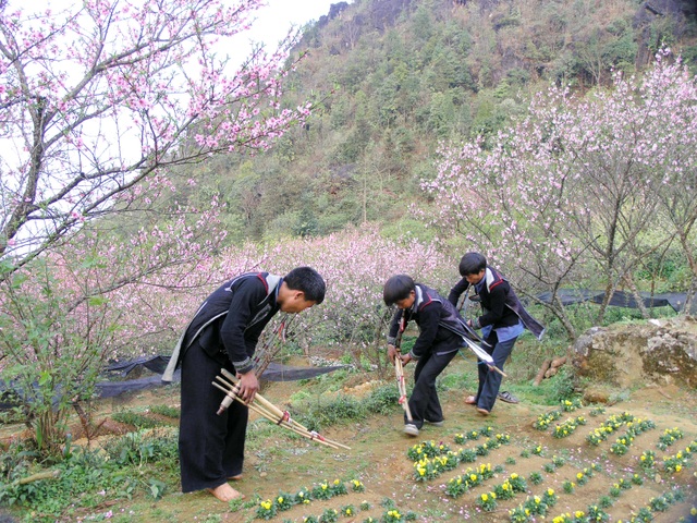 Brilliant mountain cherry blossoms in Sa Pa - 1