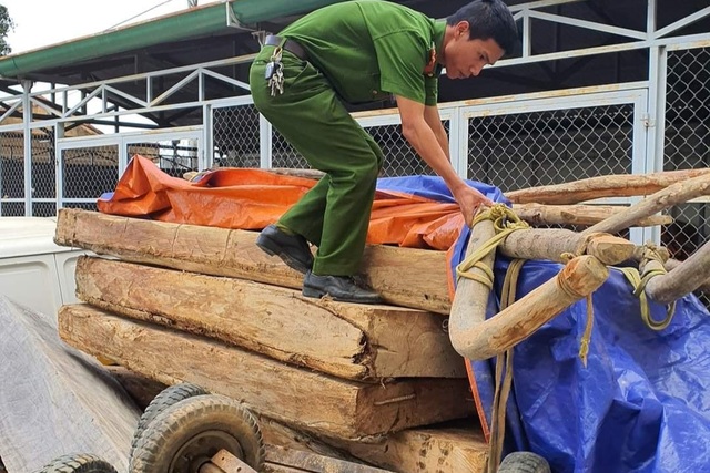 Tàn phá rừng Pơ mu ngay trong Tết, lâm tặc dùng trâu kéo gỗ ra khỏi rừng - 2