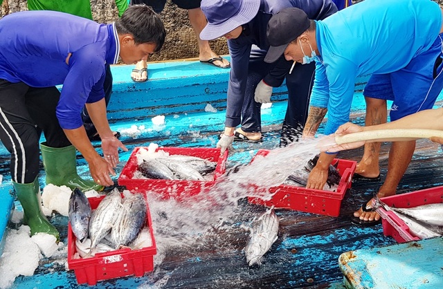 Khánh Hòa: Ngư dân trúng đậm lộc biển, thu về 100-200 triệu đồng đầu xuân - 1 Khánh Hòa: Ngư dân trúng đậm lộc biển, thu về 100-200 triệu đồng đầu xuân - 1