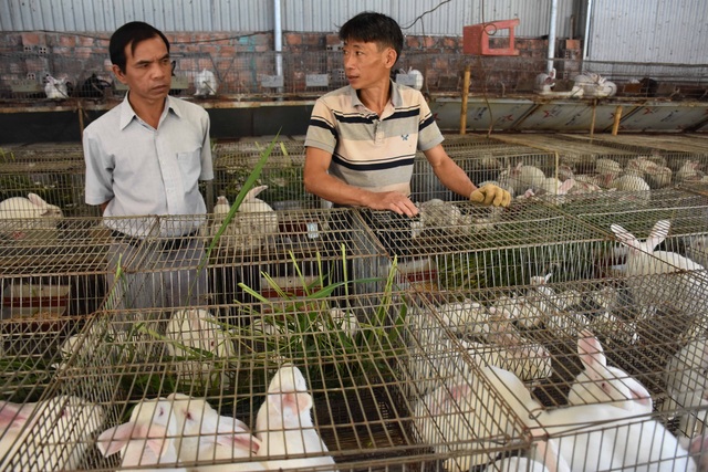 Lão nông mày mò nuôi thỏ thương phẩm, thu về hàng trăm triệu mỗi năm - 2 Lão nông mày mò nuôi thỏ thương phẩm, thu về hàng trăm triệu mỗi năm - 2