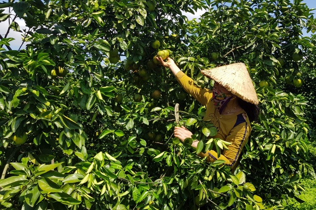 Phú Yên: Trồng cam trên vùng đất đỏ, lão nông thu hơn nửa tỷ đồng/năm - 2 Phú Yên: Trồng cam trên vùng đất đỏ, lão nông thu hơn nửa tỷ đồng/năm - 2