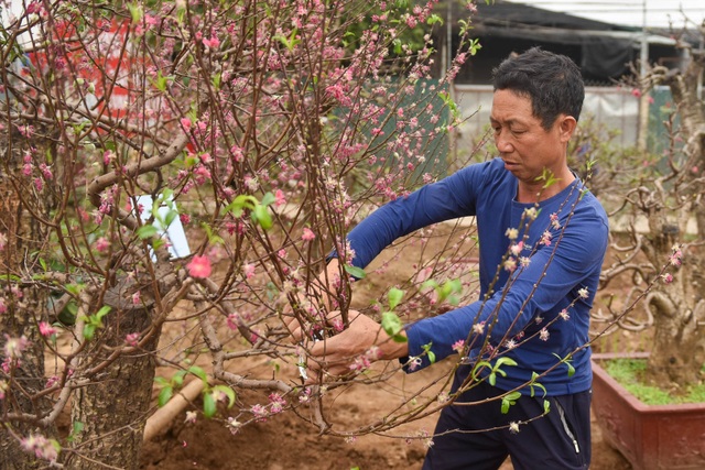 Chủ vườn Nhật Tân tái sinh đào sau Tết Tân Sửu - 3 Chủ vườn Nhật Tân tái sinh đào sau Tết Tân Sửu - 3