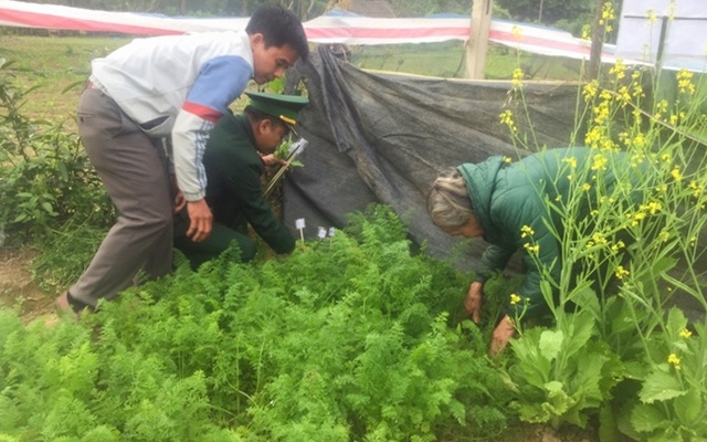 Trồng cây thuốc phiện trong vườn nhà để... nấu canh ăn hàng ngày - 1