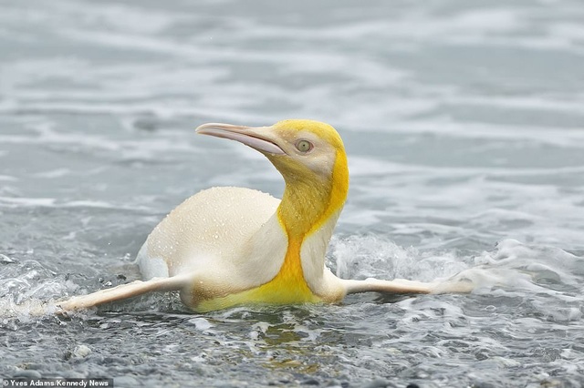 Hình ảnh hiếm hoi chụp một chú chim cánh cụt lông vàng - 1