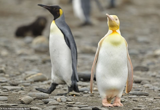 Hình ảnh hiếm hoi chụp một chú chim cánh cụt lông vàng - 2