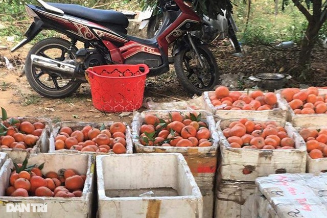 Rau củ thối rữa vứt đầy ruộng, nông dân Chí Linh nợ cả tỷ đồng tiền vay vốn - 3 Rau củ thối rữa vứt đầy ruộng, nông dân Chí Linh nợ cả tỷ đồng tiền vay vốn - 3