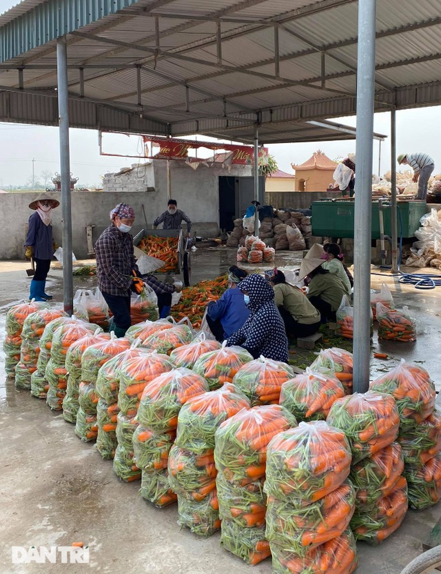 Rau củ thối rữa vứt đầy ruộng, nông dân Chí Linh nợ cả tỷ đồng tiền vay vốn - 11 Rau củ thối rữa vứt đầy ruộng, nông dân Chí Linh nợ cả tỷ đồng tiền vay vốn - 11