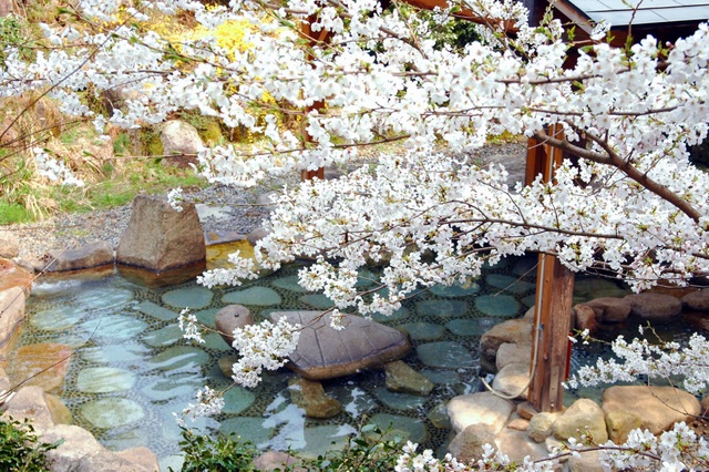 Top 5 suối nước nóng hoa anh đào đẹp nhất Nhật Bản - 3