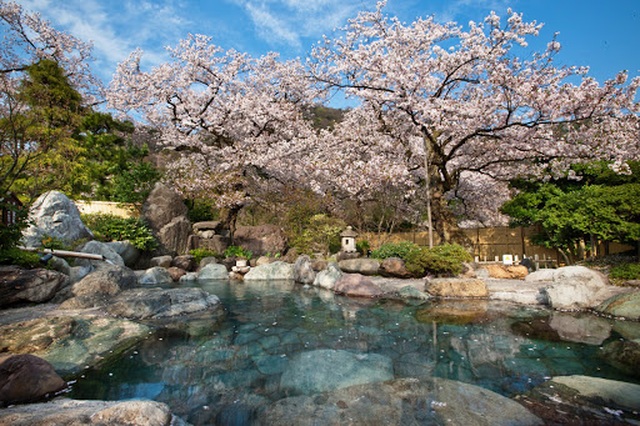 Top 5 suối nước nóng hoa anh đào đẹp nhất Nhật Bản - 8