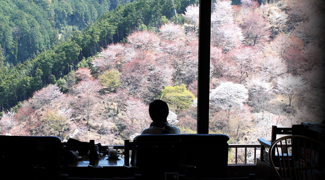 Top 5 suối nước nóng hoa anh đào đẹp nhất Nhật Bản - 9