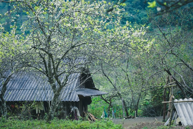 Lên cổng trời Mường Lống ngắm hoa mận bung nở đầu xuân - 13