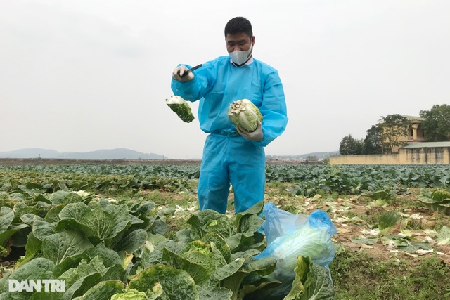 Rau củ thối rữa vứt đầy ruộng, nông dân Chí Linh nợ cả tỷ đồng tiền vay vốn - 6