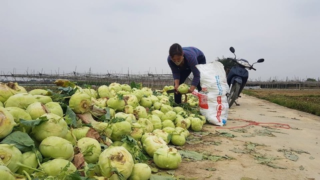 Xót xa cảnh súp lơ nở hoa, cà chua thối rữa đầy đồng giữa tâm dịch Hải Dương - 1 Xót xa cảnh súp lơ nở hoa, cà chua thối rữa đầy đồng giữa tâm dịch Hải Dương - 1