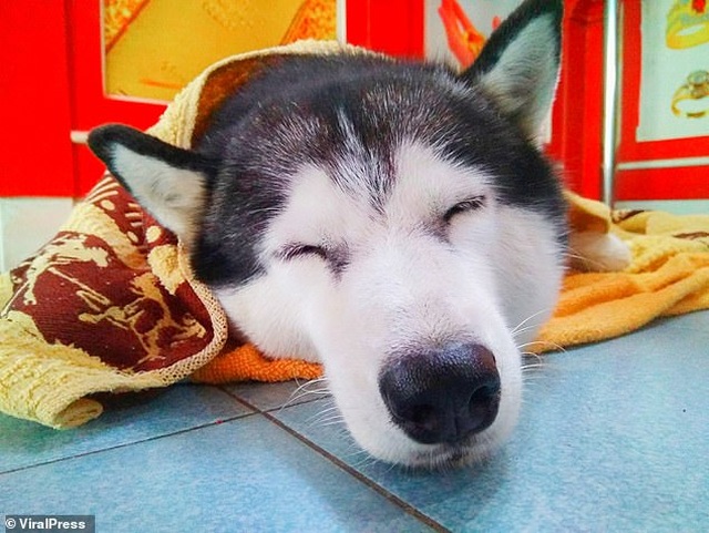 Chú chó ngủ khì mặc kệ kẻ cướp gây sốt với cộng đồng mạng - 1 Chú chó ngủ khì mặc kệ kẻ cướp gây sốt với cộng đồng mạng - 1