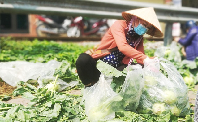 Xót cảnh nông sản Hải Dương khóc tại vườn, người dân chung tay giải cứu - 2 Xót cảnh nông sản Hải Dương khóc tại vườn, người dân chung tay giải cứu - 2