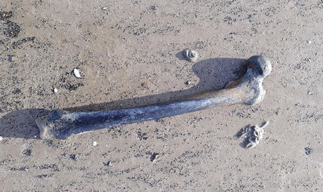 Giật mình tìm thấy khúc xương người ở bãi biển khỏa thân - 1