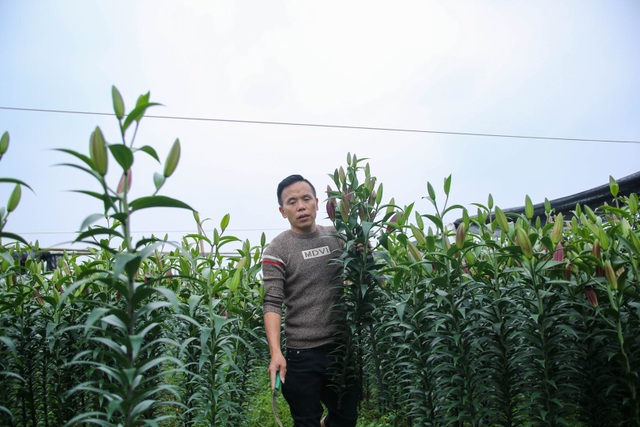 Ế ẩm vì dịch, hoa chết khô giữa đồng, bị vứt bỏ như rác - 4 Ế ẩm vì dịch, hoa chết khô giữa đồng, bị vứt bỏ như rác - 4