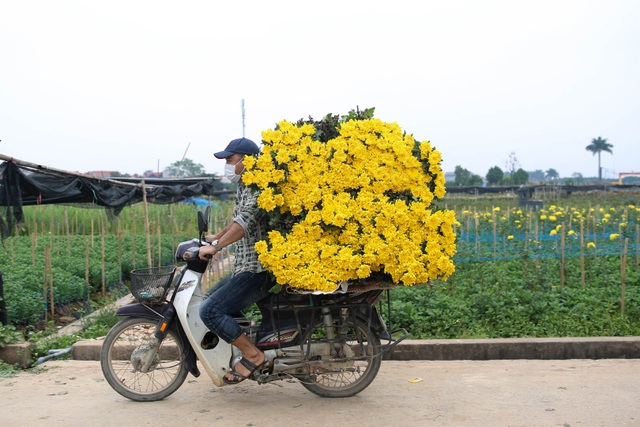 Ế ẩm vì dịch, hoa chết khô giữa đồng, bị vứt bỏ như rác - 10 Ế ẩm vì dịch, hoa chết khô giữa đồng, bị vứt bỏ như rác - 10