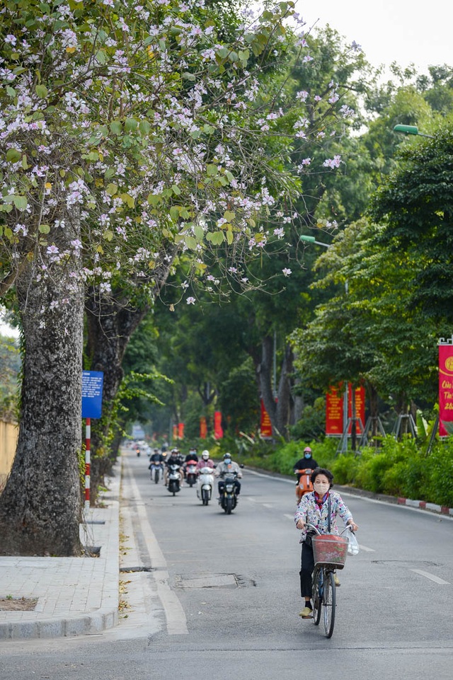 Sắc hoa Tây Bắc nở rộ giữa lòng Hà Nội - 8 Sắc hoa Tây Bắc nở rộ giữa lòng Hà Nội - 8