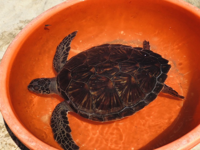 Thả rùa biển quý hiếm nặng 10,5 kg về biển - 1