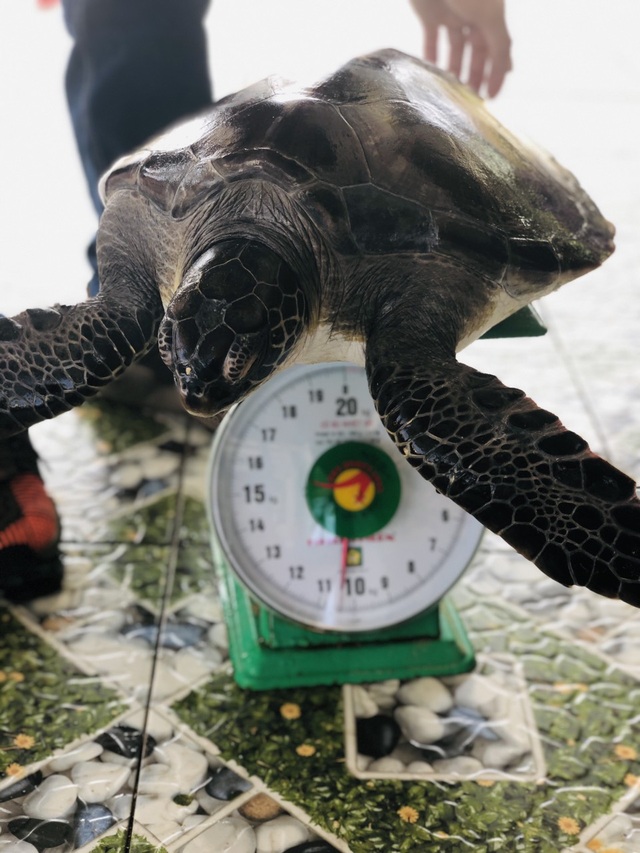 Thả rùa biển quý hiếm nặng 10,5 kg về biển - 2